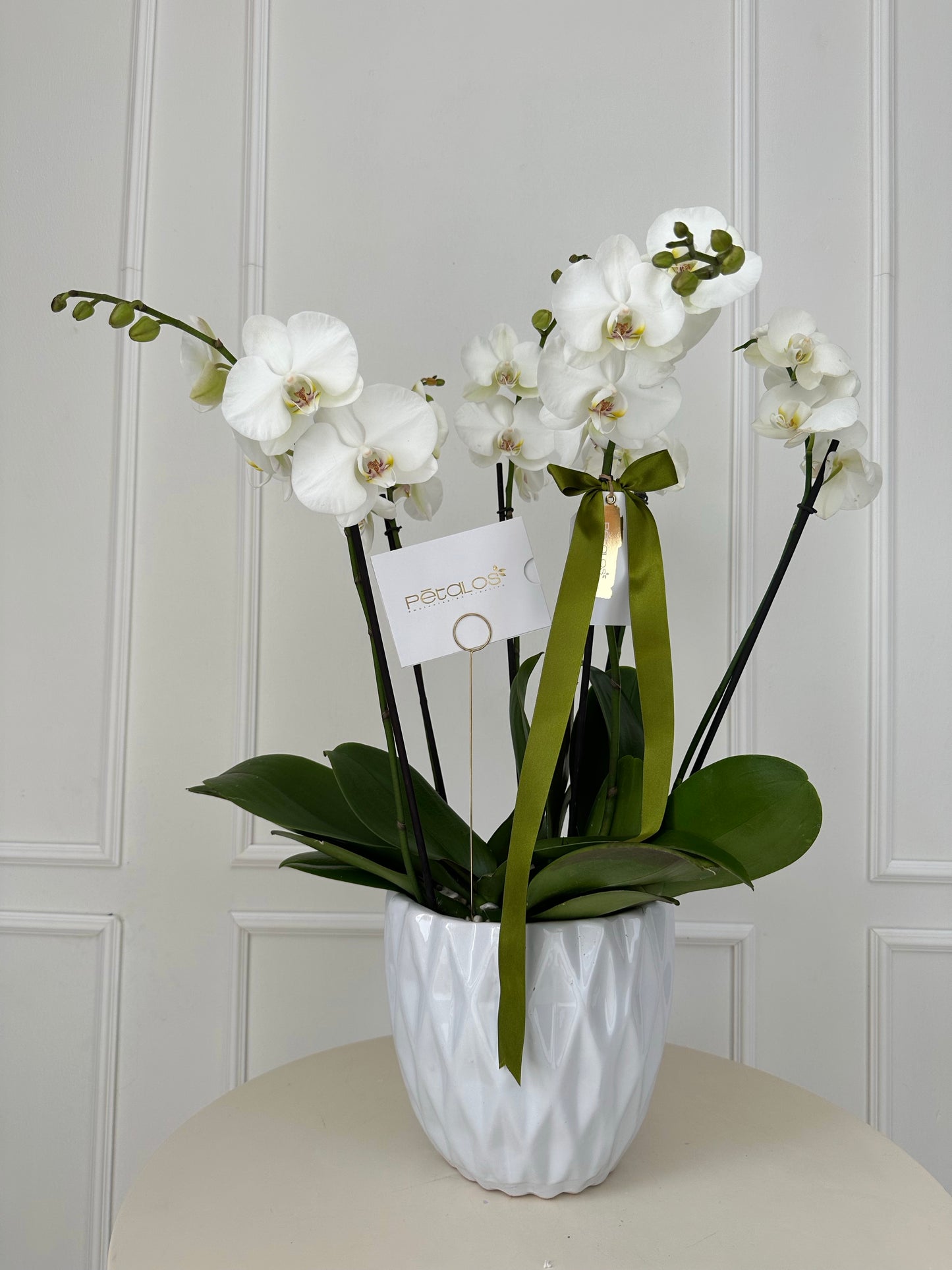 Orquídeas cuatro elementos