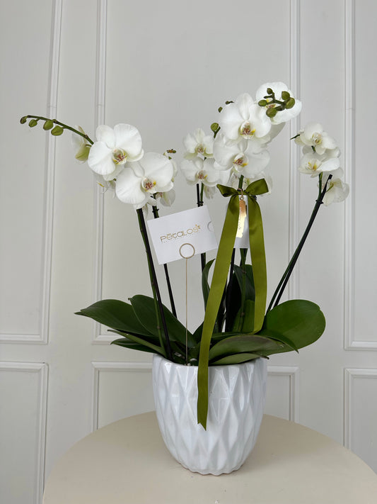 Orquídeas cuatro elementos