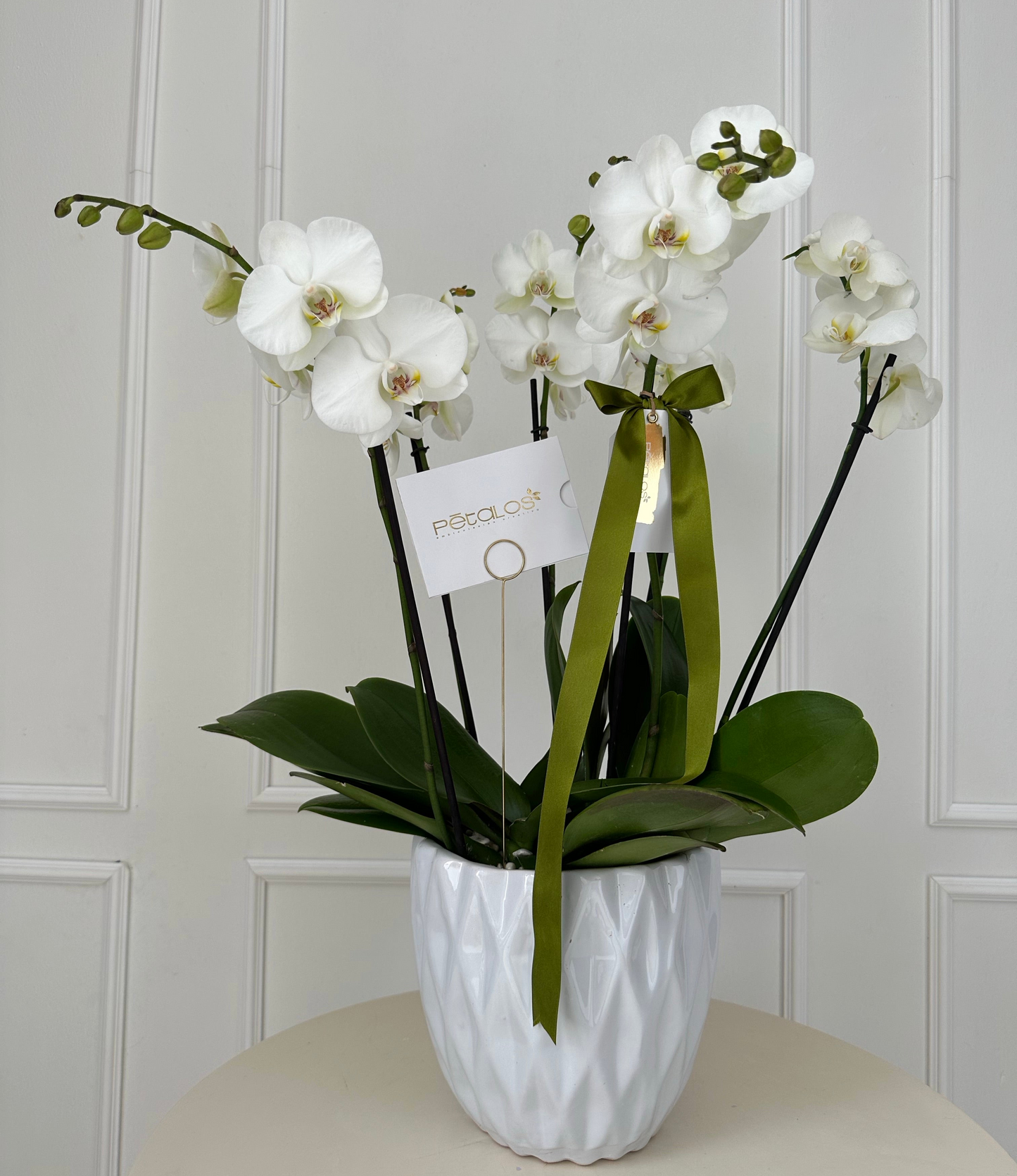 Orquídeas cuatro elementos