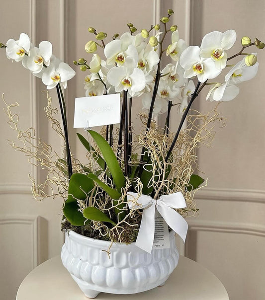 Orquídeas Premium