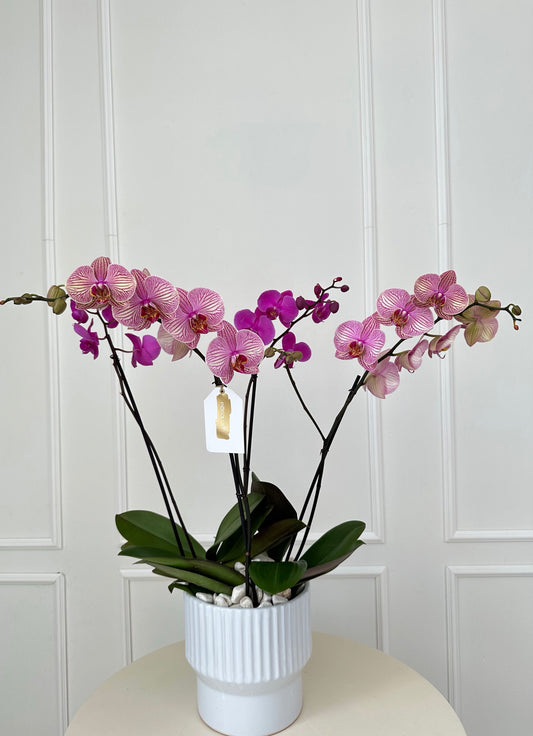 Orquídea rosa cuatro elementos