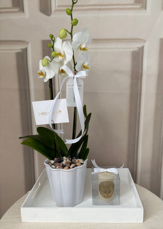 Kit Charola con Orquídea